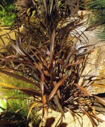 Phormium tenax 'Platt's Black'