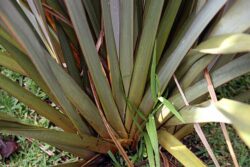 Phormium tenax