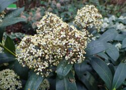 Skimmia japonica 'Fragrans'