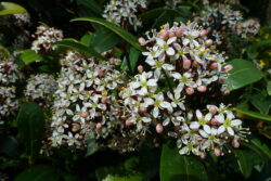 Skimmia japonica 'Rubella'