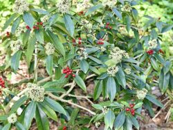 Skimmia reevesiana