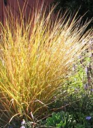 Stipa arundinacea