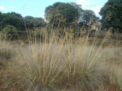 Stipa gigantea