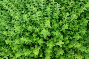 Growing Thymus in Containers- Growing Thyme