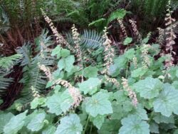 They make great alternatives to other perennials in containers