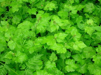 Tolmiea make a great plant in containers