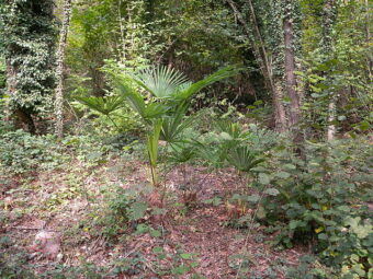 Growing Trachycarpus in Containers- Growing Chinese Fan Palm