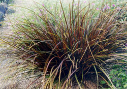 Uncinias are attractive sedges in containers