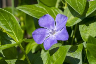 Vincas are great plants in containers