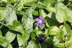 Vinca major