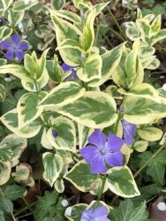 Vinca minor 'Variegata'