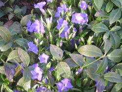 Vinca minor