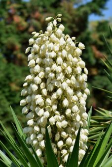 Yucca make good plants in containers