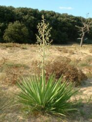 Yucca gloriosa