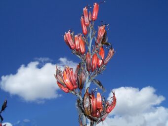 Phormiums are wonderful leafy plants in containers