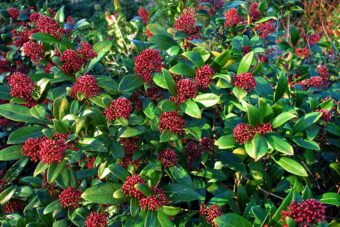 Skimmia produce scent and berries, so why not grow them in containers.