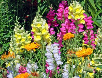 Antirrhinums are beautiful flower that are easy to grow in containers.