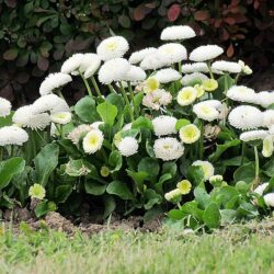 Bellis perennis