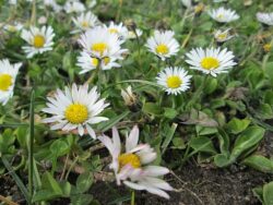 Bellis perennis