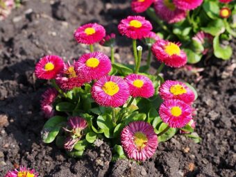 Bellis perennis make dainty flowers in containers