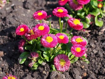 Growing Bellis Species in Containers-Growing Bell’s Daisy