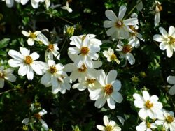 Bidens alba