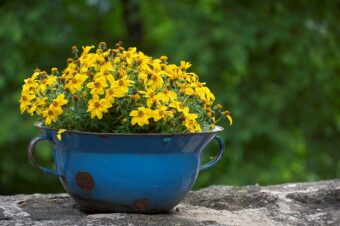 Bidens make excellent plants in containers