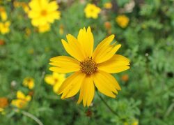 Bidens ferulifolia