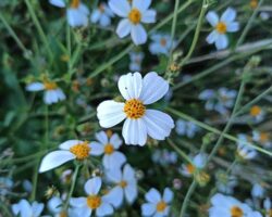 Bidens pilosa