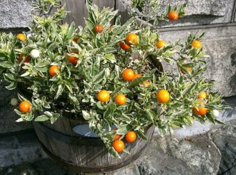Solanum pseudocapsicum are a delight at Christmas