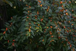 Solanum pseudocapsicum