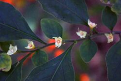 Solanum pseudocapsicum flowers