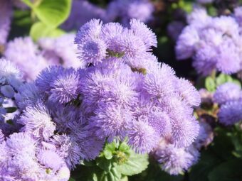 Growing Ageratums in Containers- Growing this Beautiful Bedding Plant