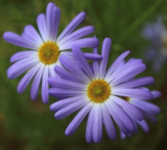 Growing Brachyscomes in Containers- Growing Swan River Daisy