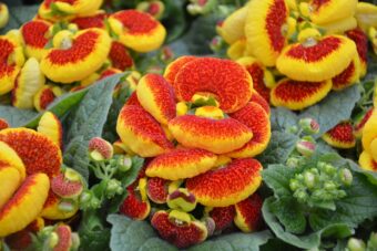 Calceolarias are such wonderfully colourful plants and make great container plants.