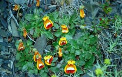 Calceolaria uniflora