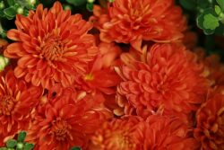 Chrysanthemum 'Bold Gretchen'