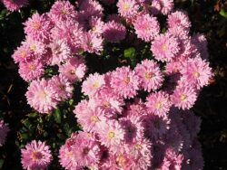 Chrysanthemum 'Soraja'