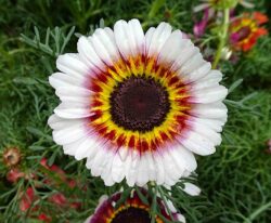 Chrysanthemum carinatum