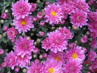 Chrysanthemums make a delightful autumn plant in containers.