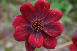 Cosmos atrosanguineus