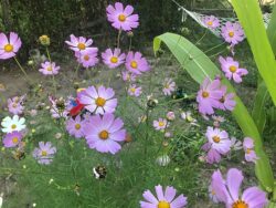 Cosmos bipinnatus