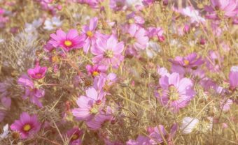 Cosmos make attractive flowering plants in containers