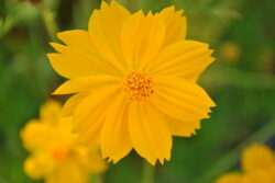 Cosmos sulphureus