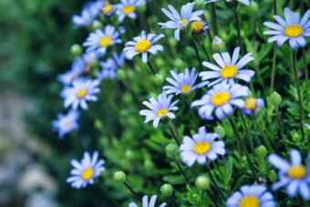 Growing Felicia in Containers- Growing Blue Daisy or Kingfisher Daisy