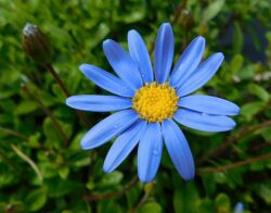 Felicia heterophylla 'Forever Blue'