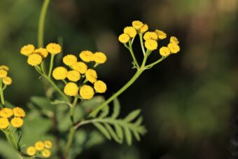 Helichrysums are great plants to have in containers