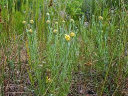 Helichrysum arenarium