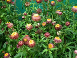 Helichrysum bracteatum (Xerochrysum bracteatum)