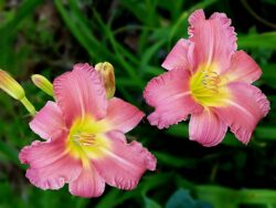 Hemerocallis 'Pink Playmate'